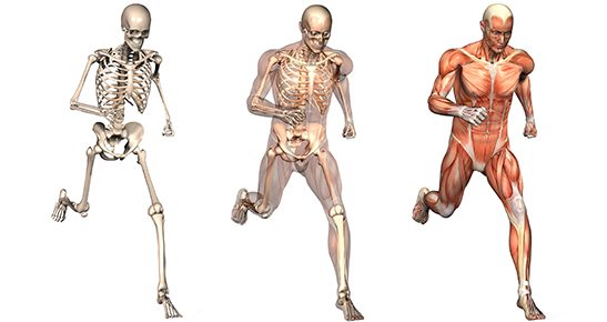 Fisiologia do Exercício 3 - Educação Física